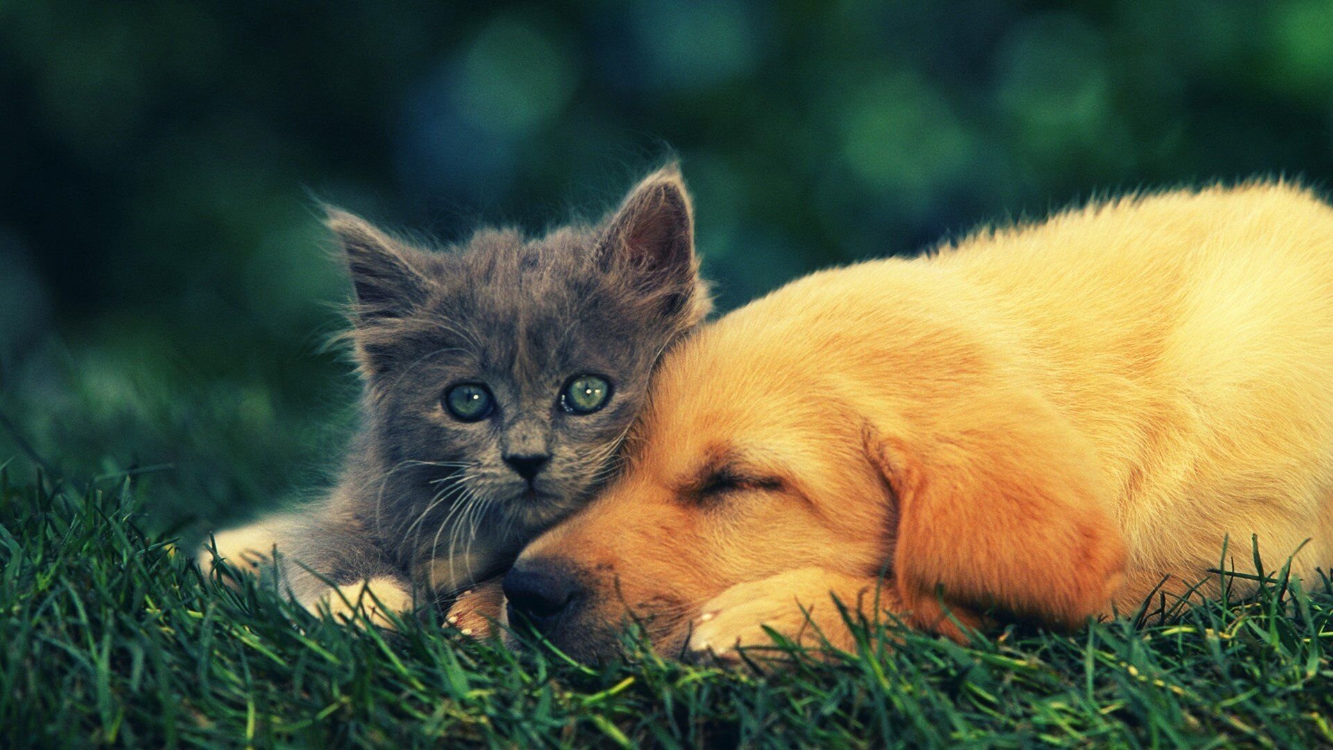 熊猫体育官方试玩-超级签约：哪些明星转会成为篮球史上的“转折点”？，篮球超巨明星